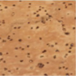 95051
MILLAU. Chaveiro em cortiça